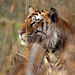 bengal-tiger-adventure-3-nights-4-days