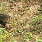 chitwan-wilderness-safari-2-nights-3-days