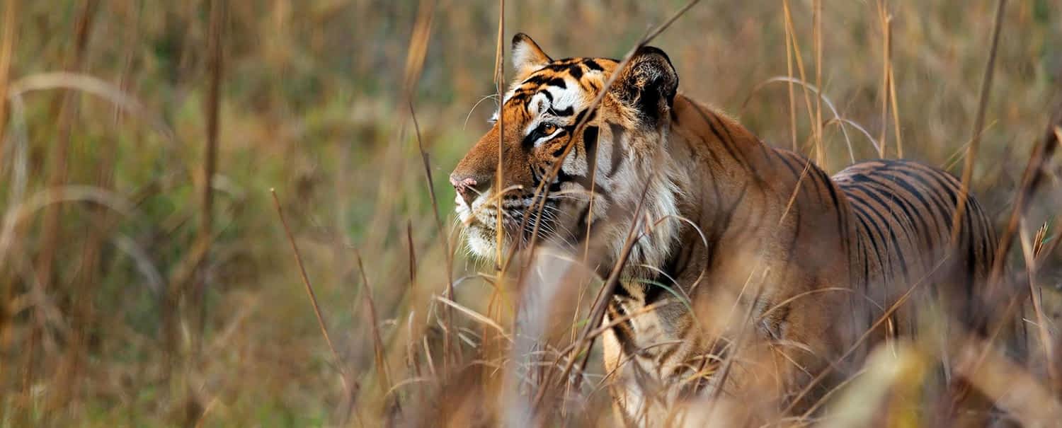 bengal-tiger-adventure-3-nights-4-days