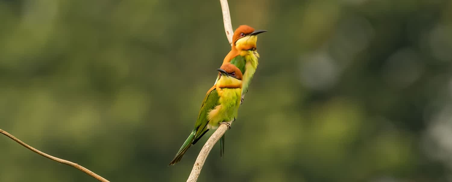 bird-watching-in-chitwan-national-park