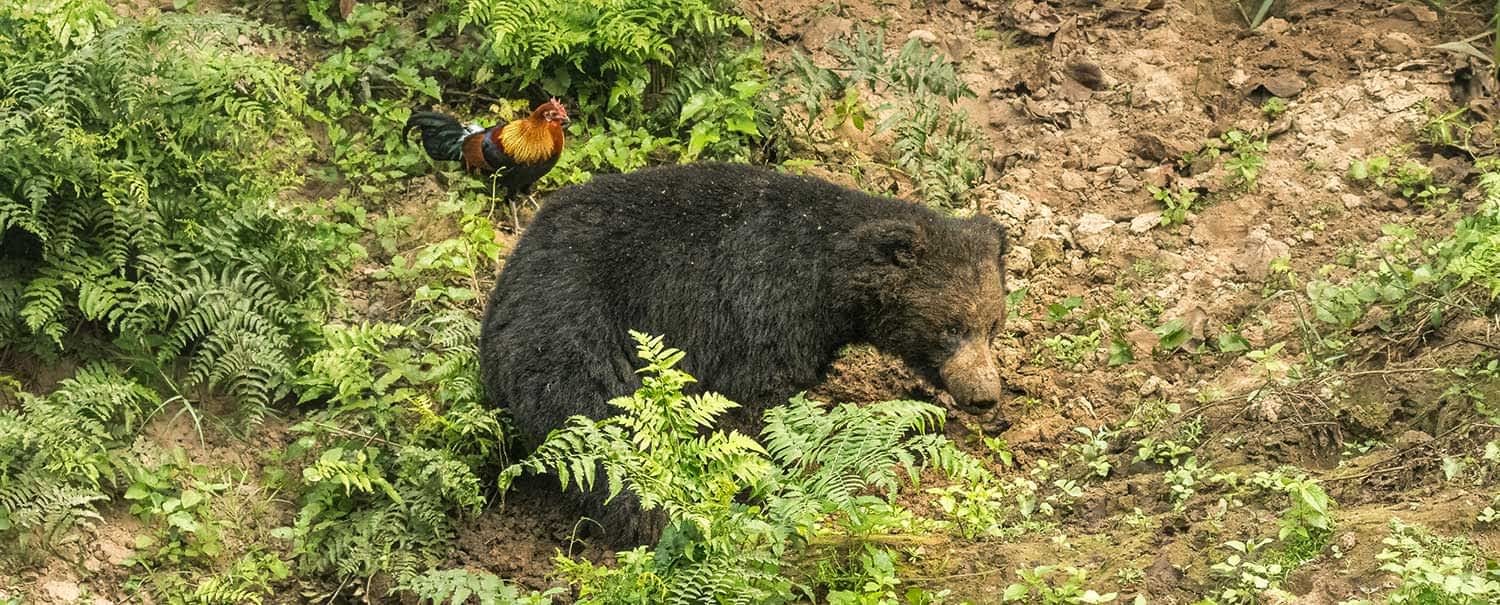 chitwan-wilderness-safari-2-nights-3-days