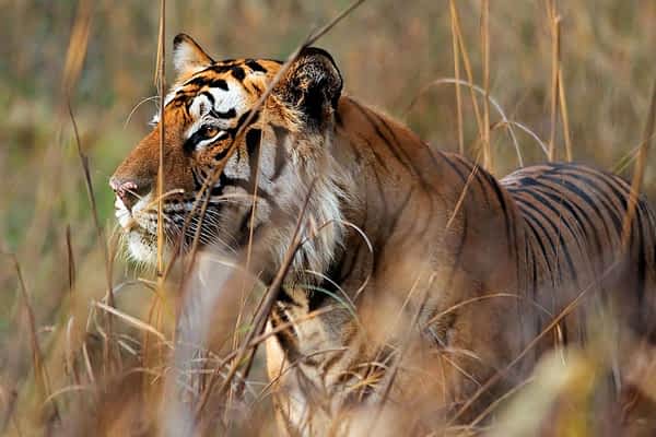 bengal-tiger-adventure-3-nights-4-days