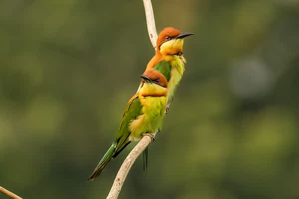 bird-watching-in-chitwan-national-park