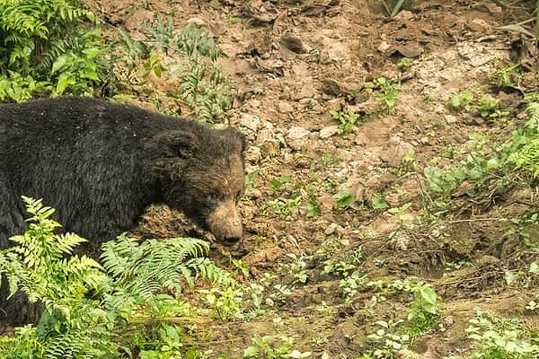 chitwan-wilderness-safari-2-nights-3-days