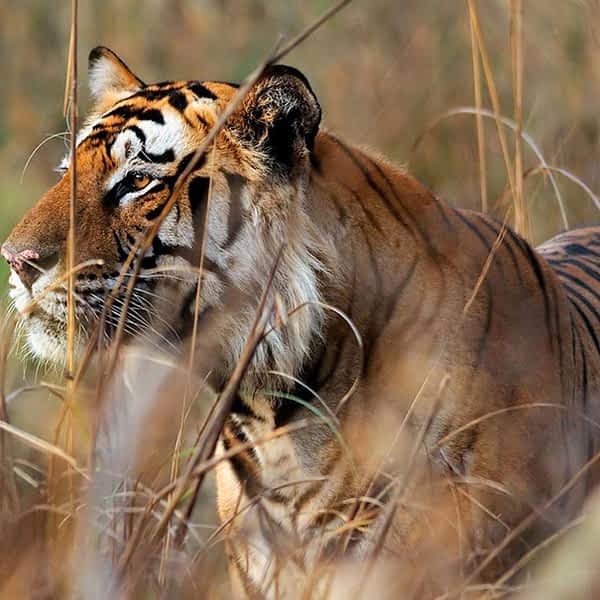 bengal-tiger-adventure-3-nights-4-days