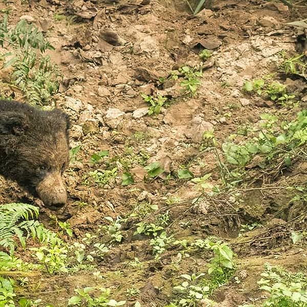 chitwan-wilderness-safari-2-nights-3-days