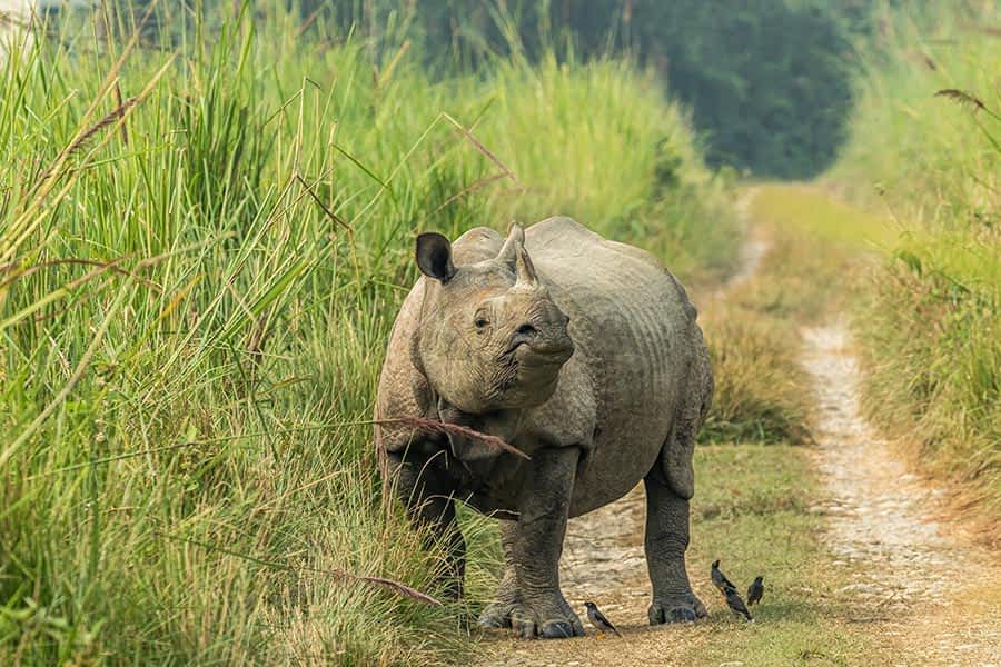 chitwan-national-park
