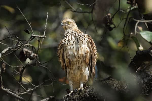 other-chitwan-tour-packages other-chitwan-tour-packages