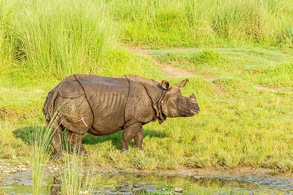 hotel-riverside-chitwan-national-park