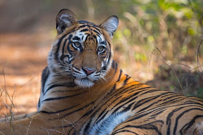 Tiger Tracking In Chitwan - Hotel Riverside, Sauraha