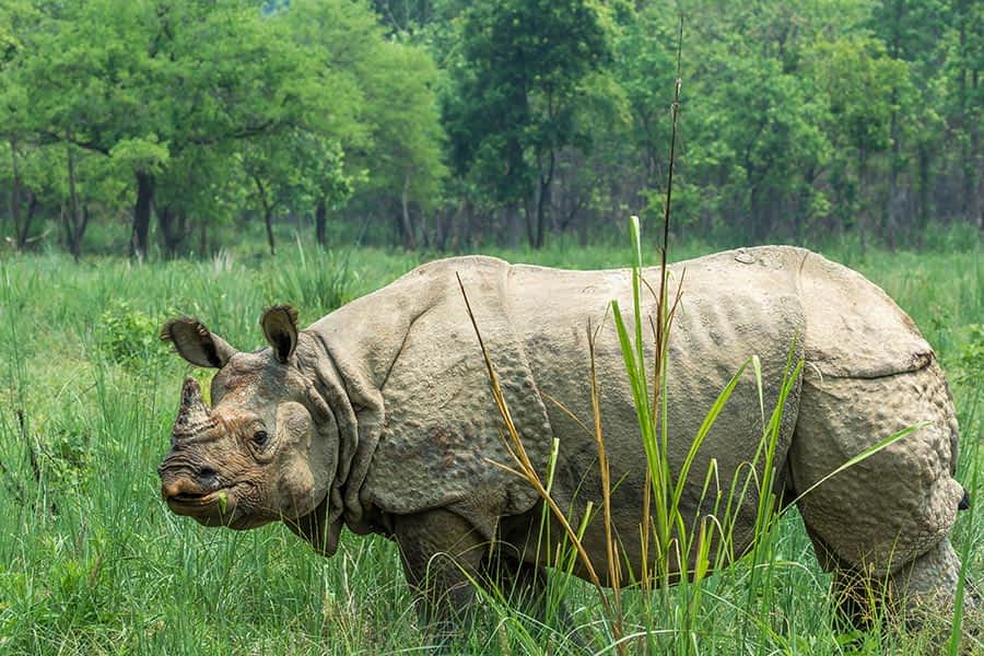 hotel-riverside-chitwan-tour-packages hotel-riverside-chitwan-tour-packages